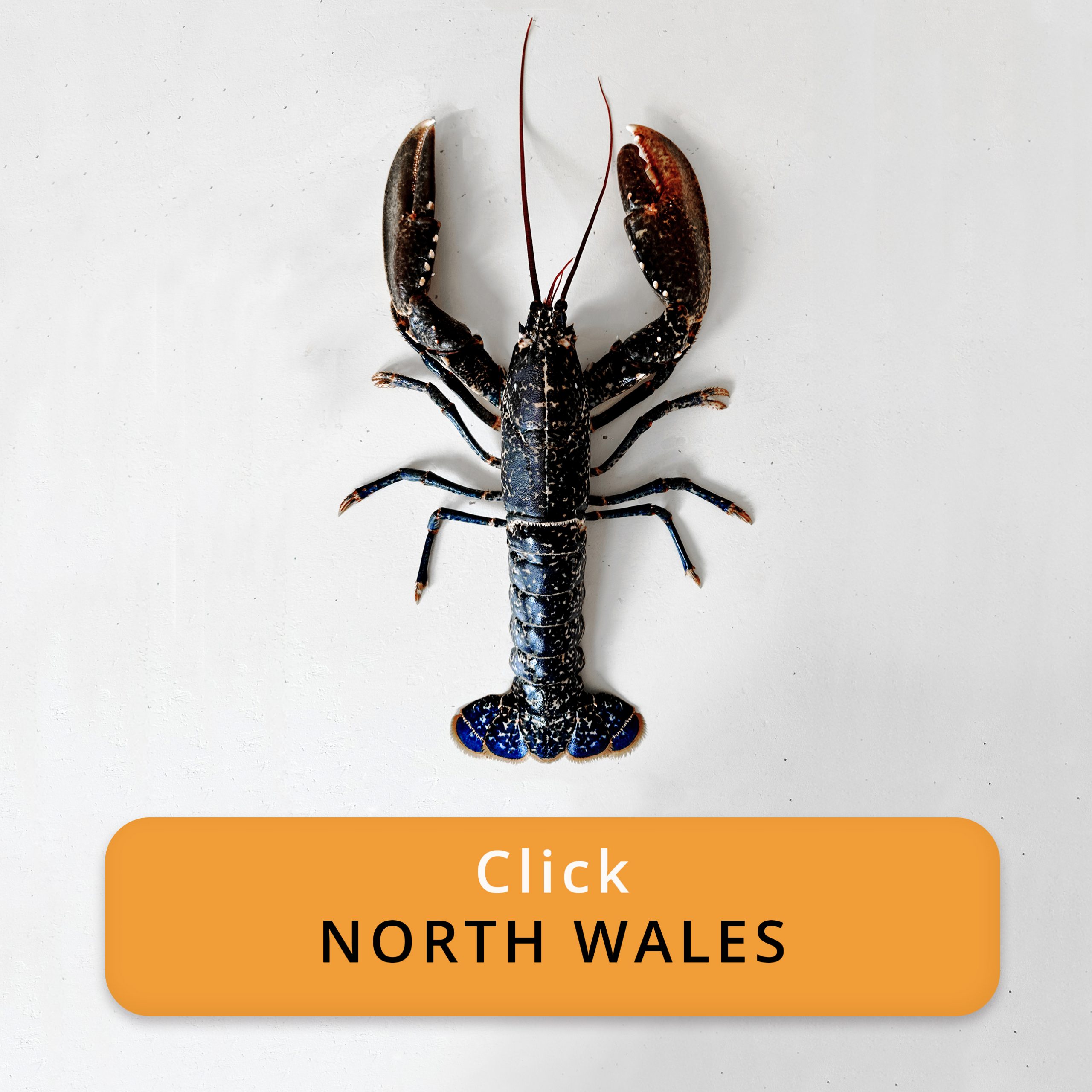 Order Local Lobsters in North Wales