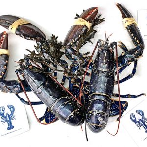 fresh lobster packed for next day delivery