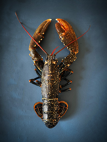 lo reslob best lo reslob best