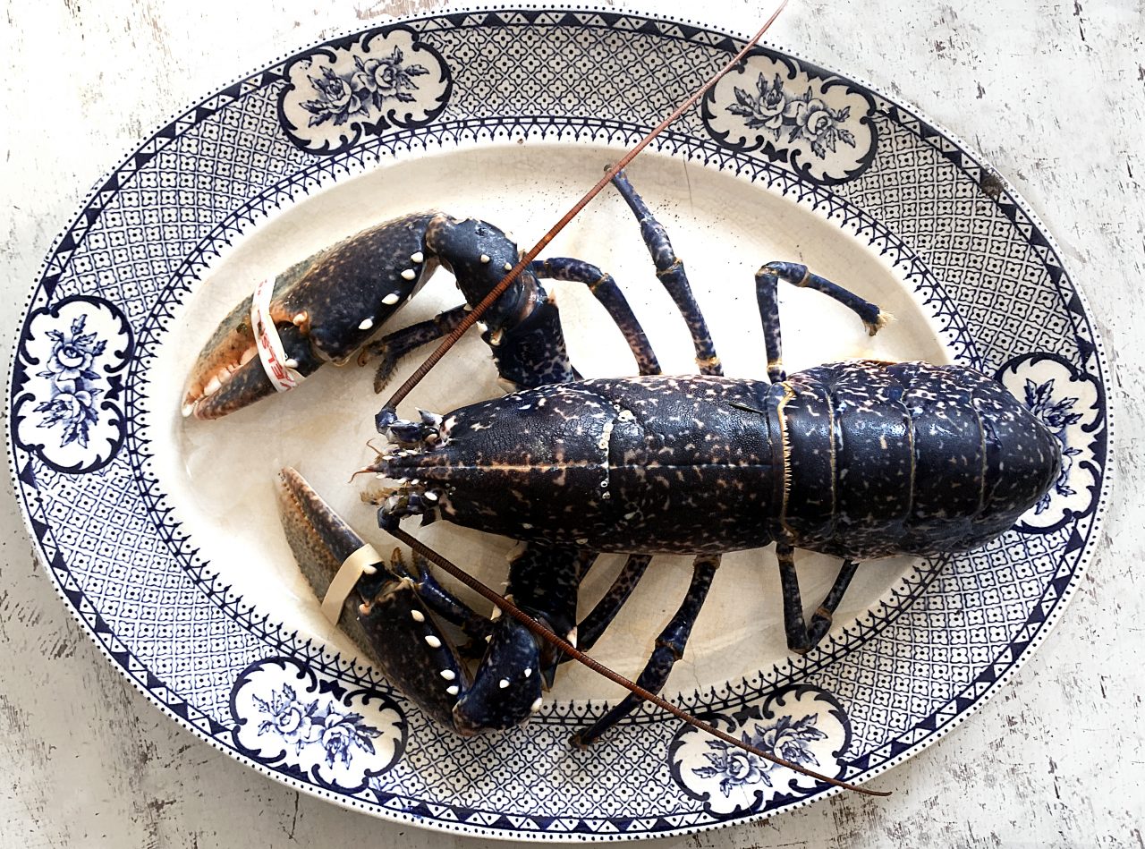 Lockdown Lobsters Delivered live to London Fresh Seafood