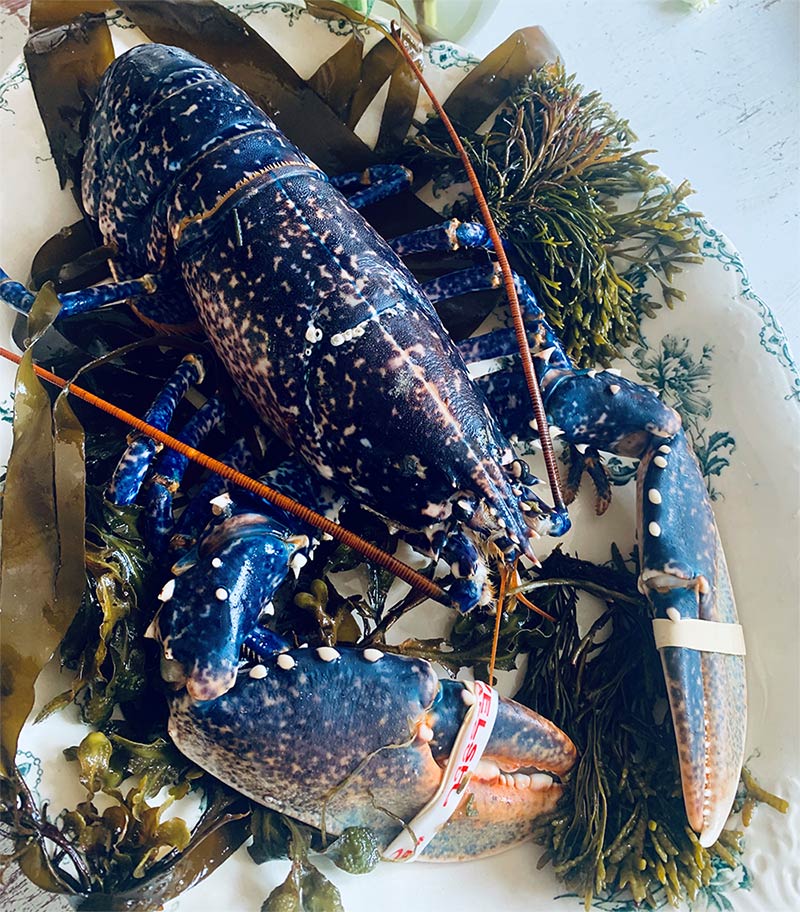 order live lobsters online in UK