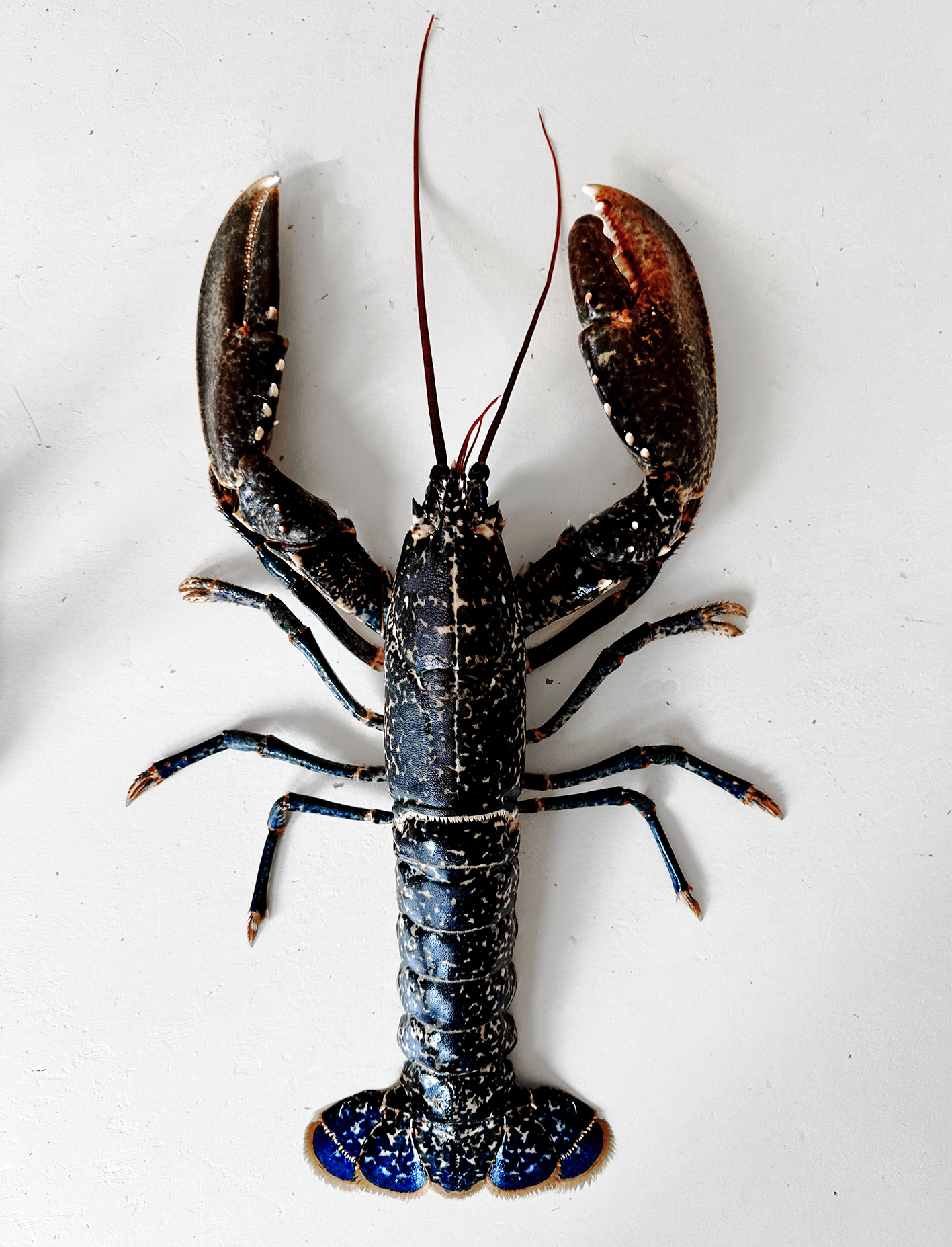 order lobsters online